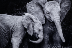 Best of Show, Monochrome    "Baby Buddies"   by  Lesley Mattuchio of Greater Lynn Photo Assoc (MA)