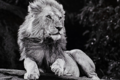 Harold Ahern Memorial Award for Best Nature - Monochrome    "Majestic Lion"   by  Amy Musinsky, MNEC of Greater Lynn Photo Assoc (MA)