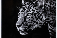Judge Elisif Brandon's Monochrome Choice   "Jaguar on the Prowl"   by Daniel Carey, MNEC of Nashoba Valley Camera Club (MA)