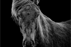 Second Place "Spirit of the Northlands" by Robyn Abrams of Flagpole Camera Club (CT)