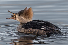Honor Award "Hooded Merganser Eating Crab" by Robert Slott of Cape Cod Viewfinders (MA)