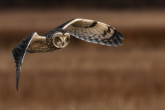 Honor Award "Short Eared Owl Hunting" by James Walczak of Cape Cod Viewfinders (MA)