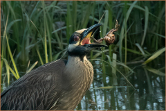 Honor Award "Dinner in the Marsh" by Joanne Marinaccio of Greater Bridgeport Camera Club (CT)