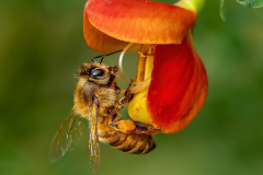 Honor Award "Hungry Honey Bee" by Diane Camacho of Whaling City Camera Club (MA)