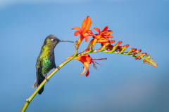 Honor Award "Buzz Off" by Louise Allain of Seven Hills Camera Club (MA)