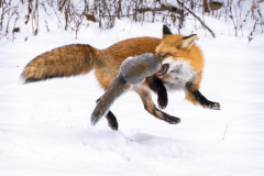 Honor Award "Squirrel 1 Fox 0" by Karen Littlefield of Eastern Maine Camera Club (ME)