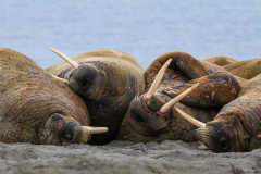Honor Award "Huddle" by Dana Humphrey of Eastern Maine Camera Club (ME)