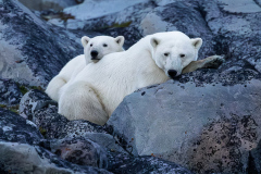 Third Place "Polar Bear Mother and Cub" by John Hoffman of North Country Camera Club (NH)