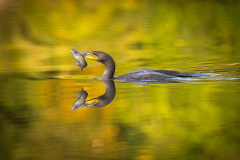 Second Place "Big Bite" by Mohan Sunuwar of NE Shutterbugs (MA)