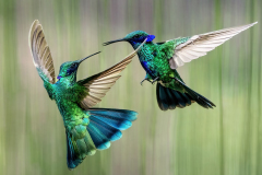 Class A Color 1st place “Violet Ears Aerial Battle” by Linda Coviello of Greater Lynn Photographic Association (MA)