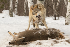 Class A Nature 1st place “Gray Wolf Feeding” by Michael Goodman, MNEC of Greater Lynn Photographic Association (MA)