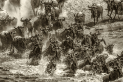 Class B Monochrome 1st place “River Crossing, Masai Mara” by Howard Muscat of Photographers Forum of (NH)
