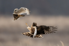 Class B Nature 1st place “Confrontation” by Sergio Vilaschi of Housatonic Camera Club (CT)