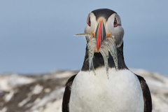 2nd place “Stuffed” by Lesley Mattuchio of Greater Lynn Photographic Association (MA)