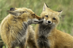 Honor Award “Grooming the Pack” by Joanne Marinaccio of Greater Bridgeport Camera Club (CT)