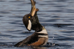 Honor Award “Hooded Merganser Eats a Fish” by Robert Slott of Cape Cod Viewfinders (MA)
