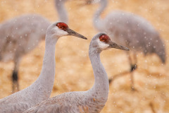 Honor Award “Crane Pairs in Snow” by Linda Schocken of Lakes Region Camera Club (NH)