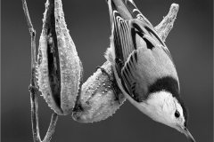 First Place, Nuthatch on Milkweed by Cathy Keifer, Gateway Camera Club (MA)