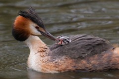 Honor Award, Great Crested Grebe Feeding Chicks by Robert Slott, Cape Cod Viewfinders (MA)