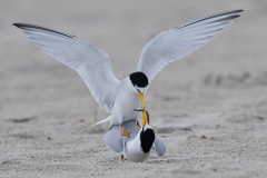 1st place by Charlene Gaboriault of Gateway Camera Club (MA) with “Tern with Offer”