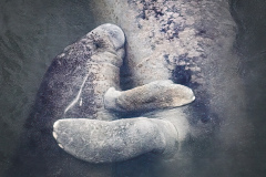 Honor Award by Greg Kniseley of Photographic Society of RI (RI) with “Manatee and Calf”
