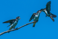 Third Place, Swallow Snack by Dianne Roberts, Coastal Camera Club (CT) Third Place, Swallow Snack by Dianne Roberts, Coastal Camera Club (CT)