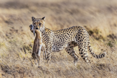  Best of Show   “Cheetah Chase” by Frank Forward