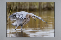 Honor Award “Reddish Egret Fishing Ballet” by Jeffrey Blanchard