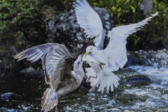 Honor Award “Mine!” by Sandy Schill
