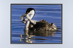 Judge Raj Alamanda’s Choice “Western Grebe Babies Try to Grab Mom's Fish” by Sandy Selesky