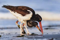 John Fuller Memorial Award for Best Nature “Feeding Lessons” by Karen Comppen