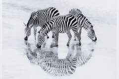  Best of Show “Three Zebras Drinking at Tarangire River” by Dianne Carey