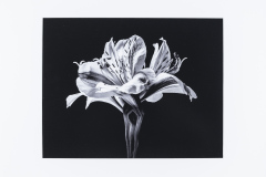 Honor Award “Flowers in Black & White” by Marjorie Joseph