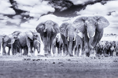 Harold Ahern Memorial Award for  Best Nature   “Marching Elephants” by Frank Forward